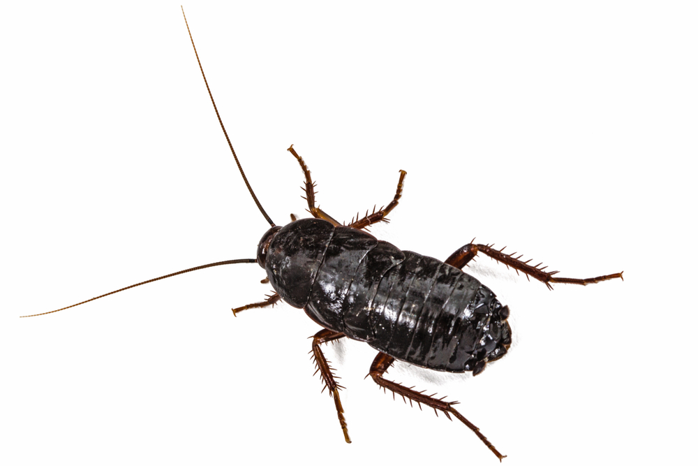 Blatte orientale