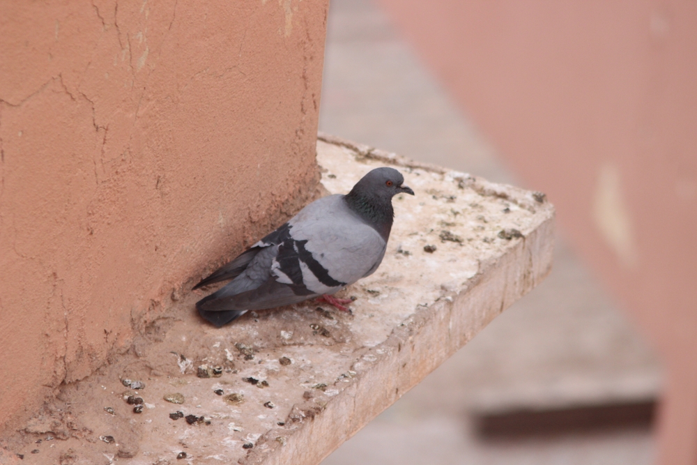 Le pigeon biset