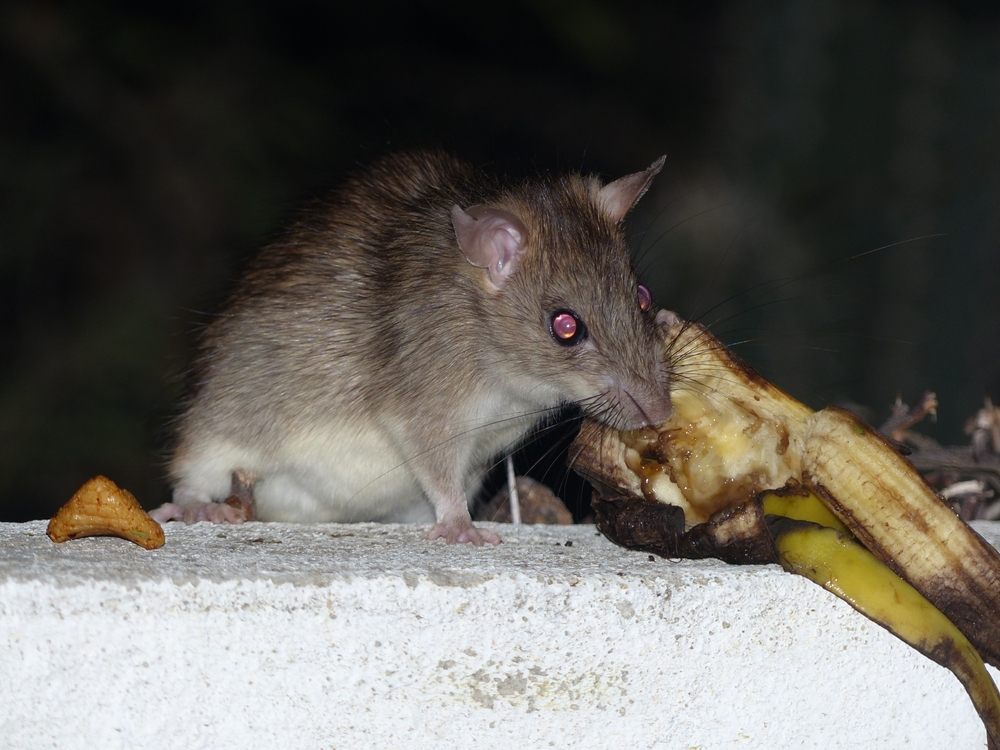 Rat brun (Rattus norvegicus), l'espèce la plus fréquente dans les caves